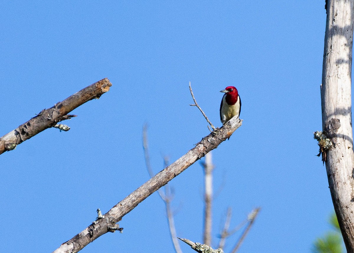 Red-headed Woodpecker - ML620981677