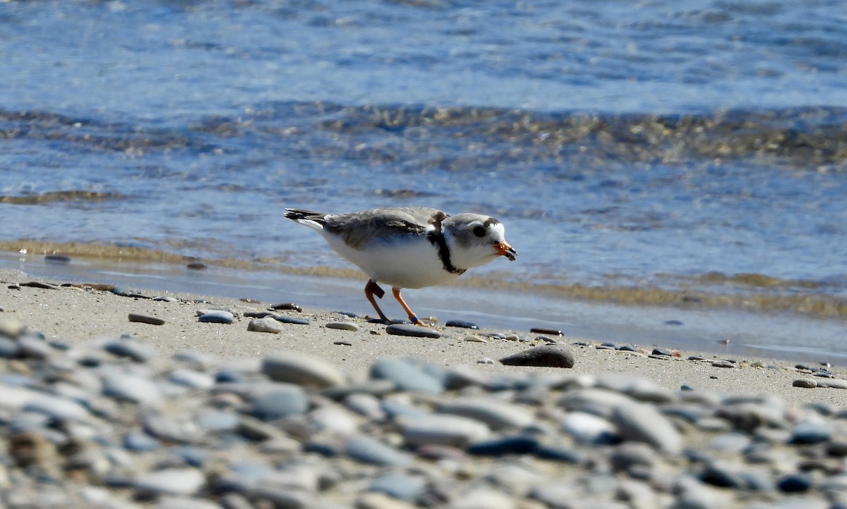 Piping Plover - ML620981683