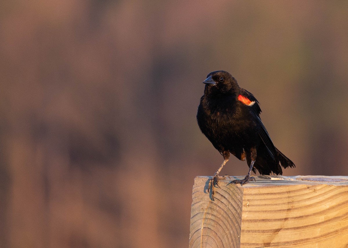 Red-winged Blackbird - ML620981684