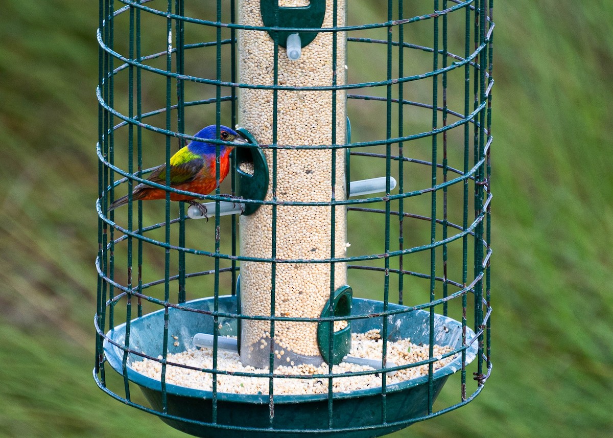 Painted Bunting - ML620981693