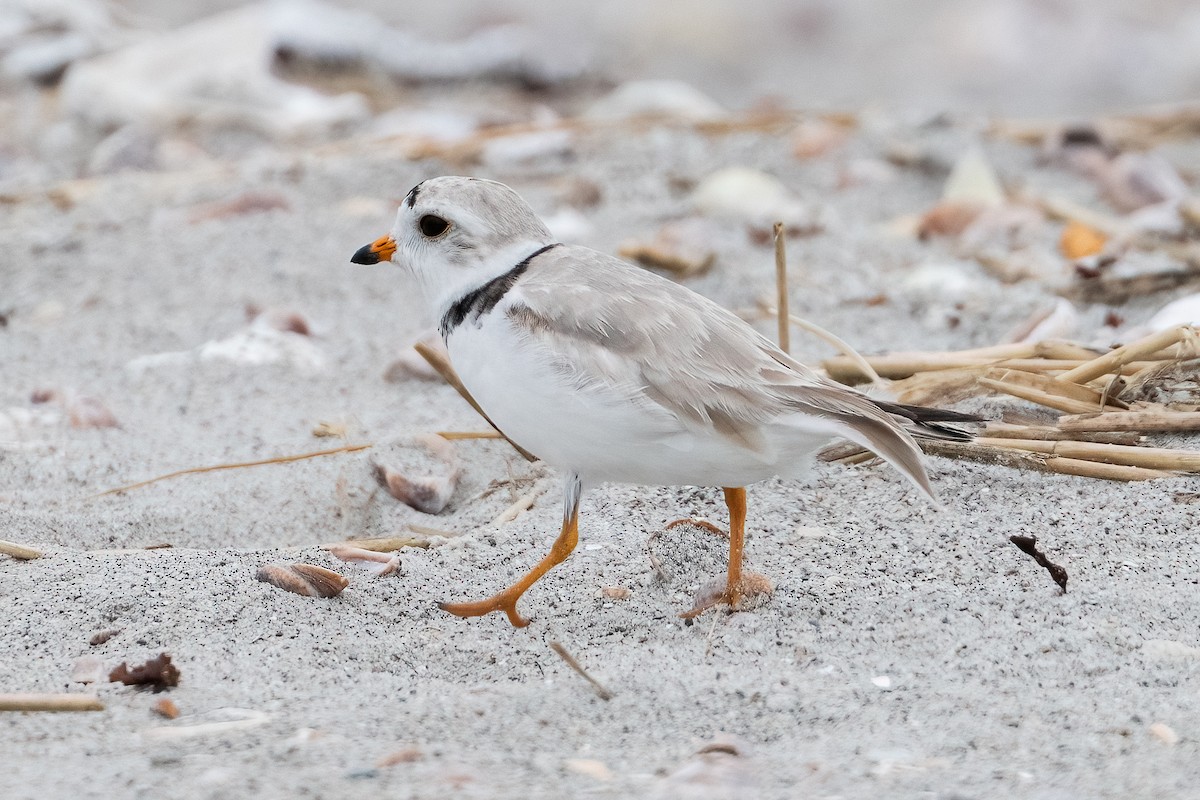 Piping Plover - ML620981710