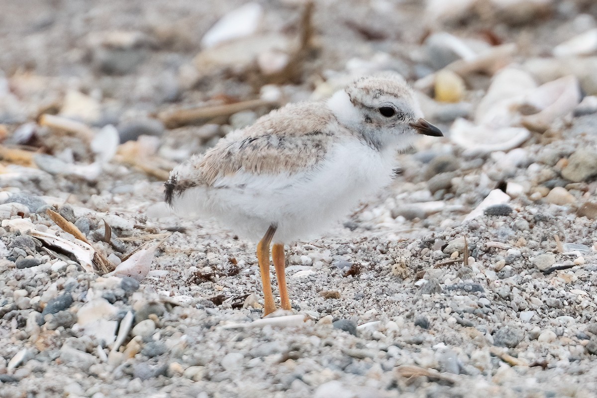 Piping Plover - ML620981711