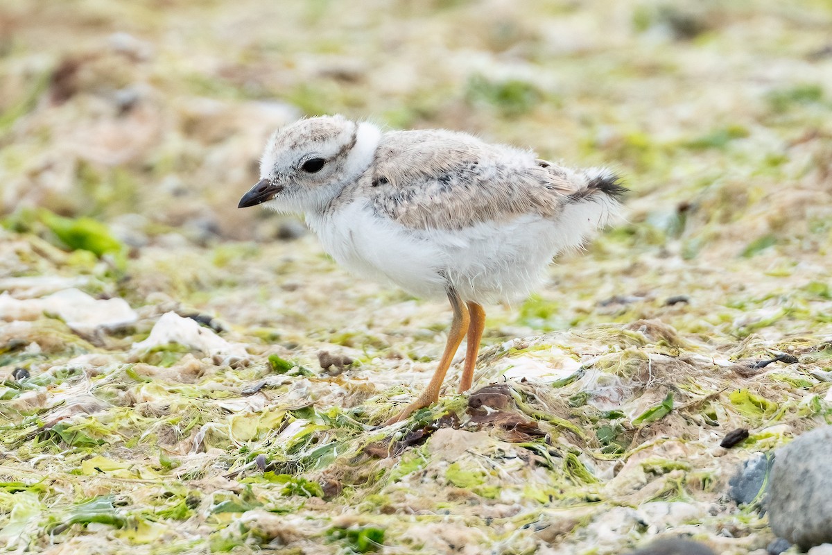 Piping Plover - ML620981712