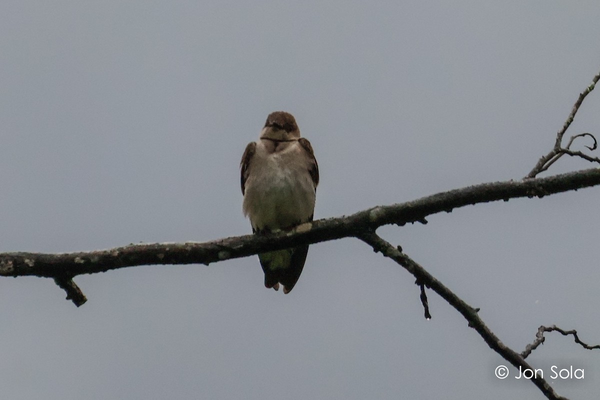 Northern Rough-winged Swallow - ML620981722