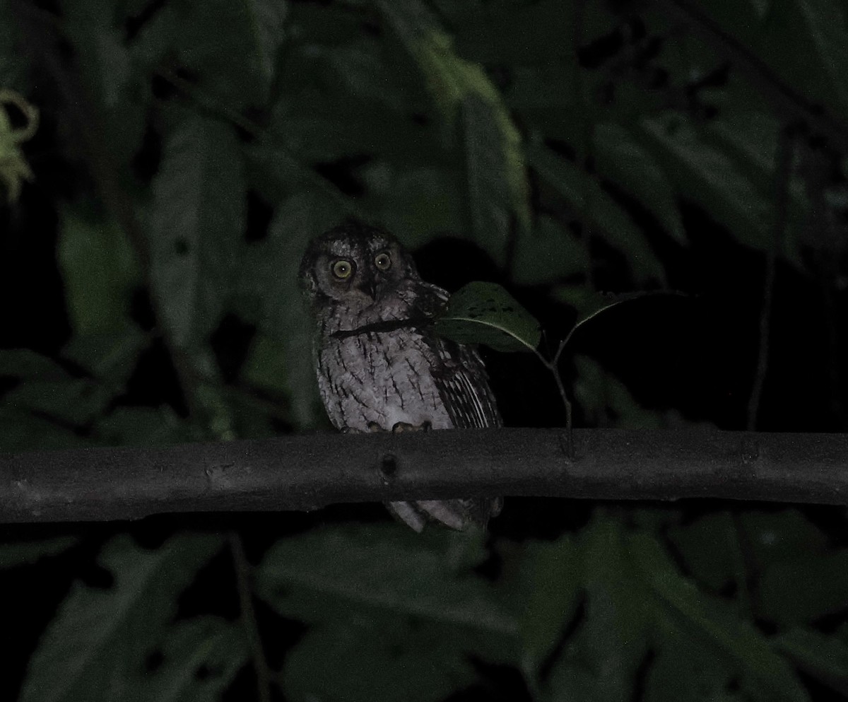 Moluccan Scops-Owl (Moluccan) - ML620981723