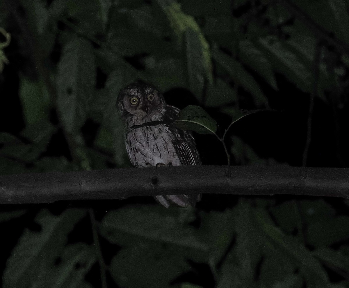 Moluccan Scops-Owl (Moluccan) - ML620981724