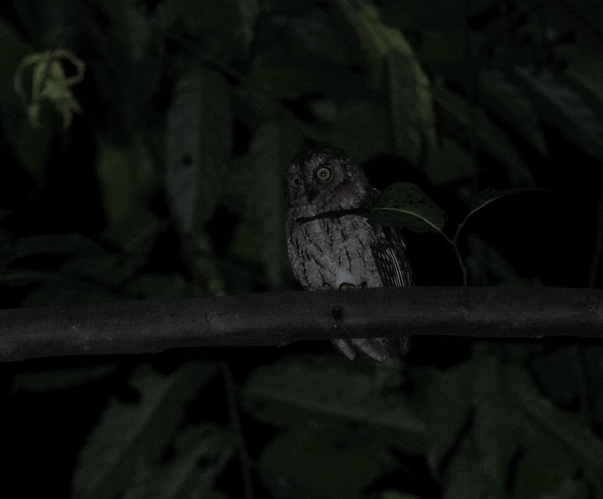 Moluccan Scops-Owl (Moluccan) - ML620981725