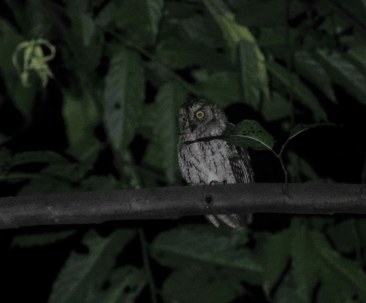 Moluccan Scops-Owl (Moluccan) - ML620981726