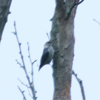 White-breasted Nuthatch - ML620981754
