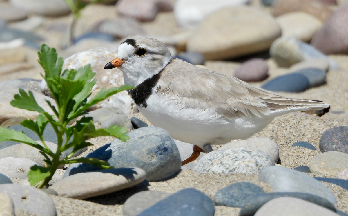 Piping Plover - ML620981756