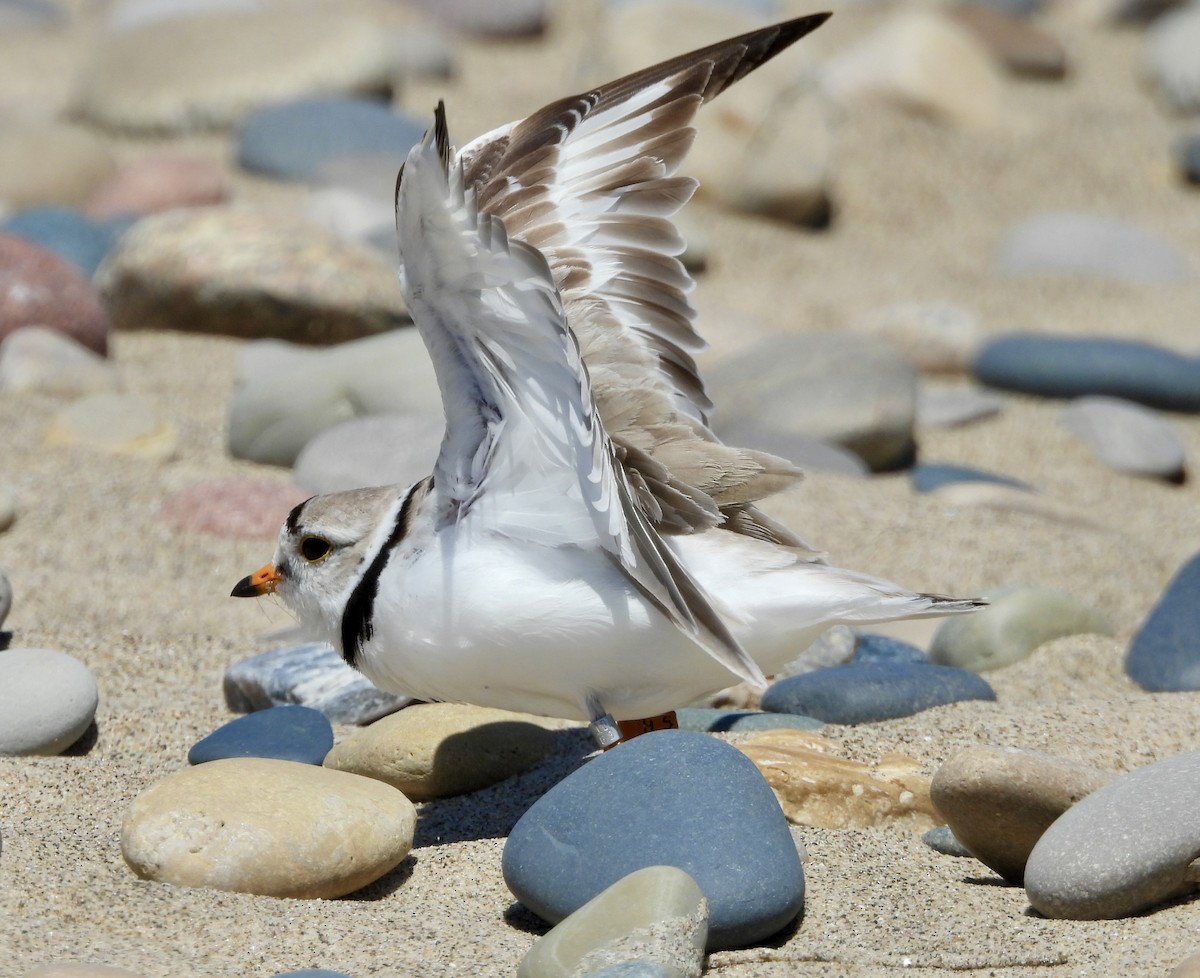 Piping Plover - ML620981757