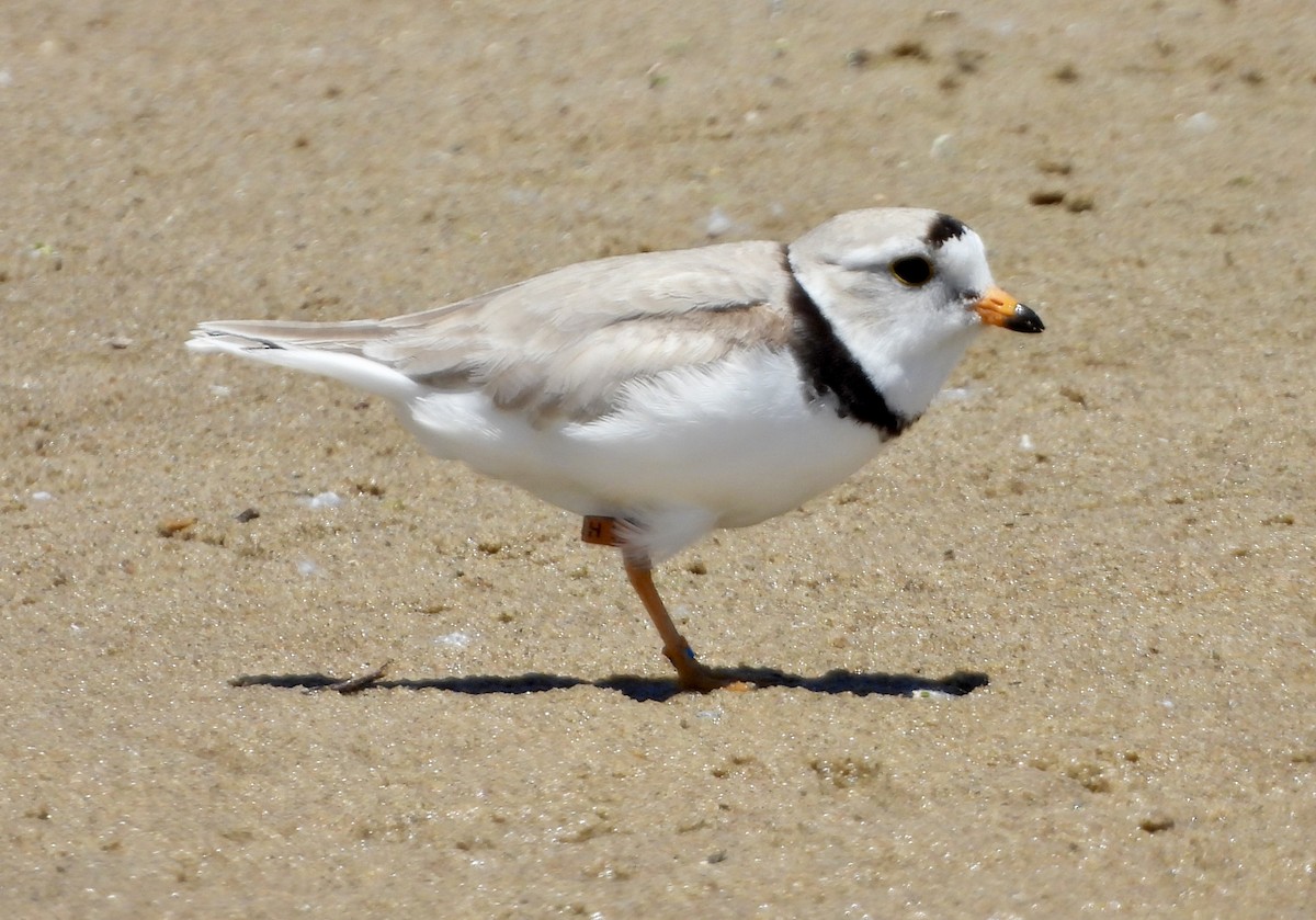 Piping Plover - ML620981767