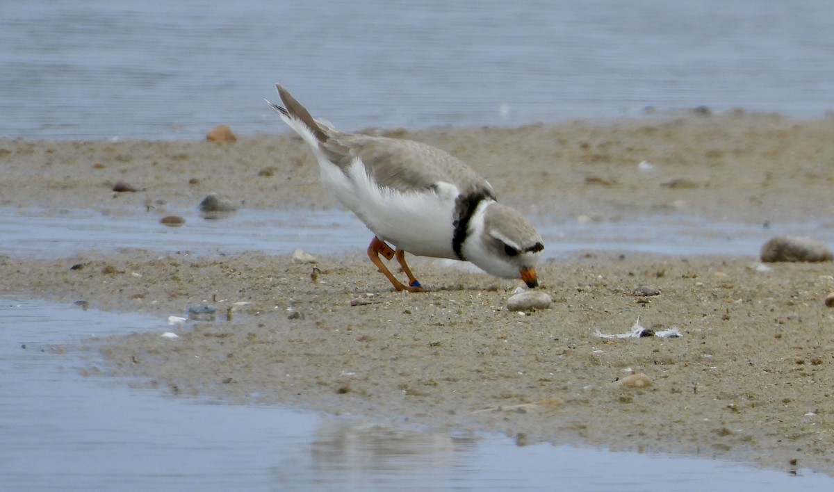 Piping Plover - ML620981780