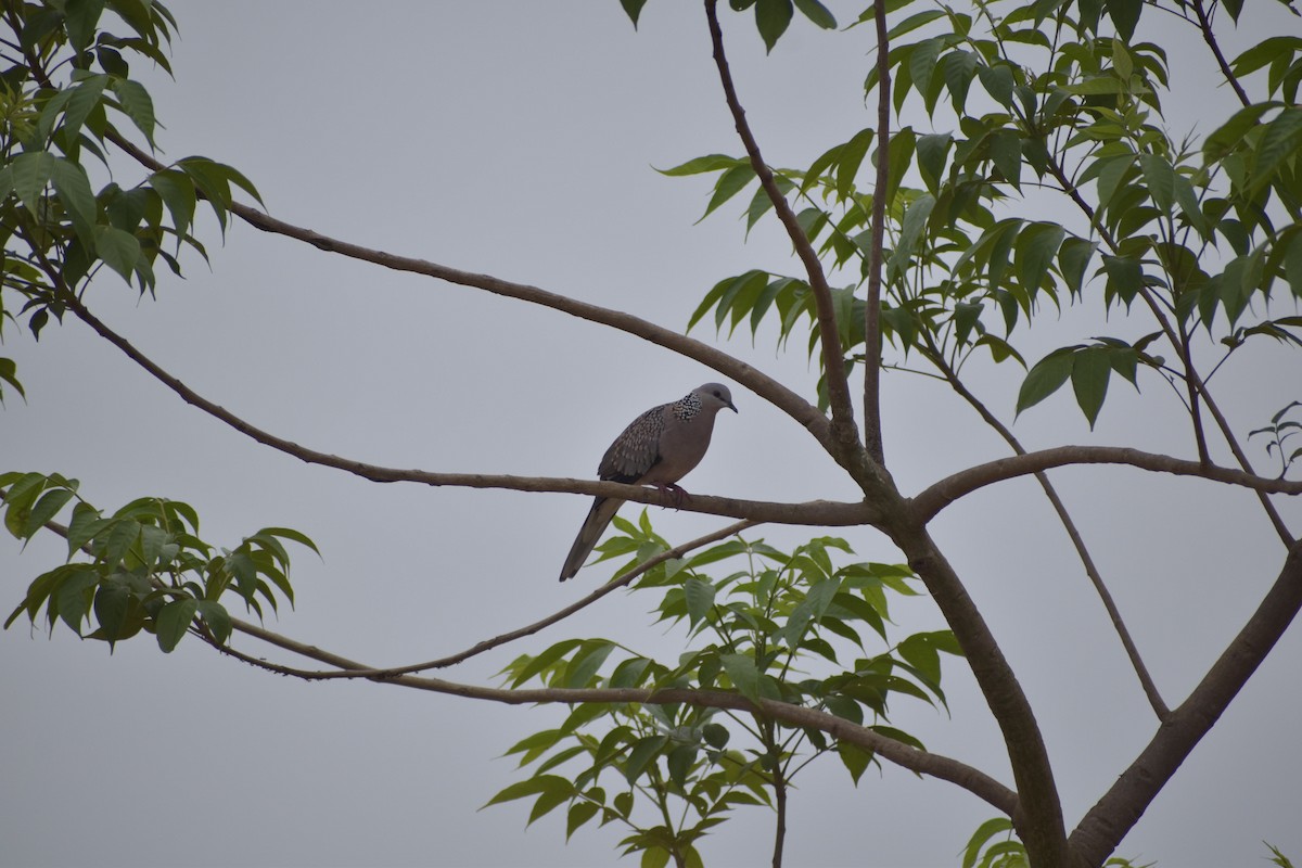 Spotted Dove - ML620981814