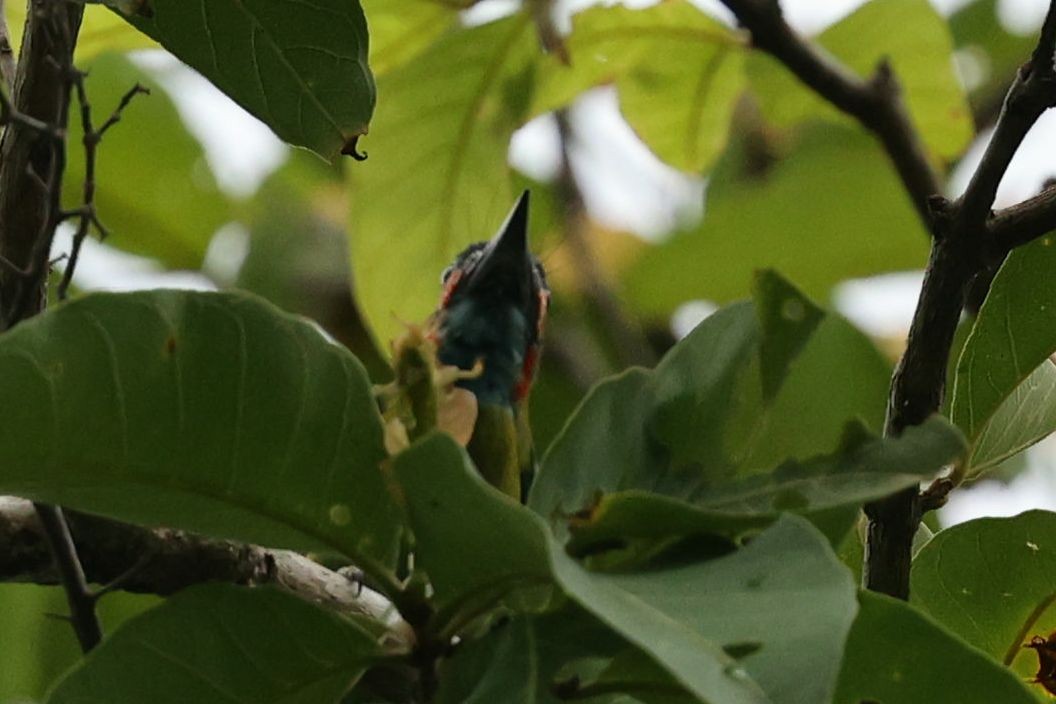 Blue-eared Barbet - ML620981819