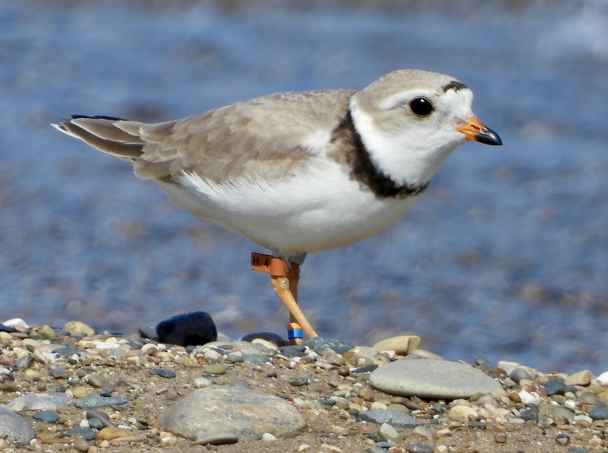 Piping Plover - ML620981823