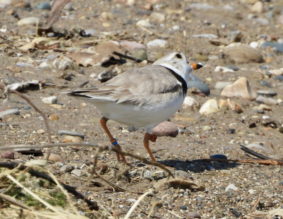 Piping Plover - ML620981837