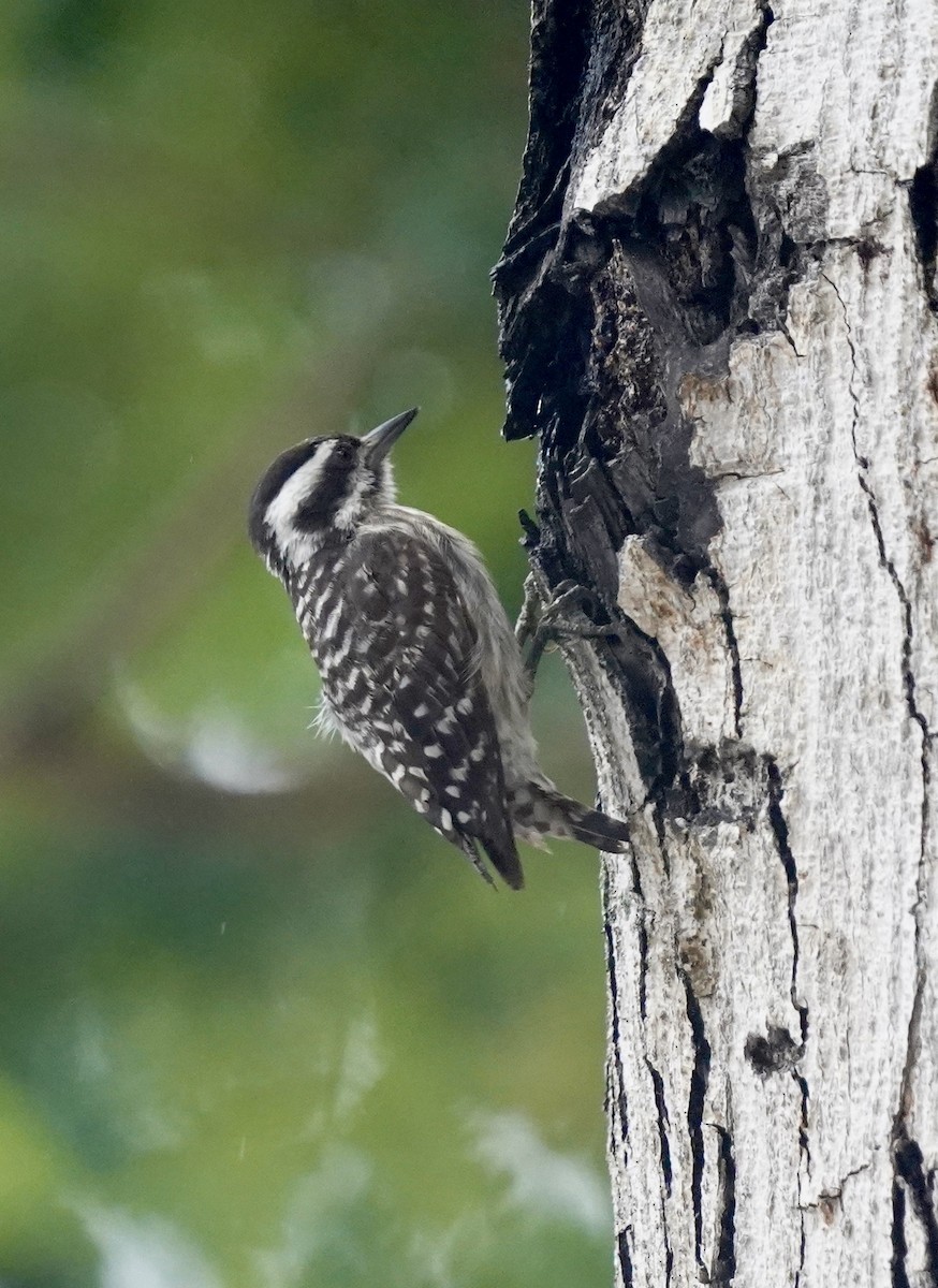Sunda Pygmy Woodpecker - ML620981901