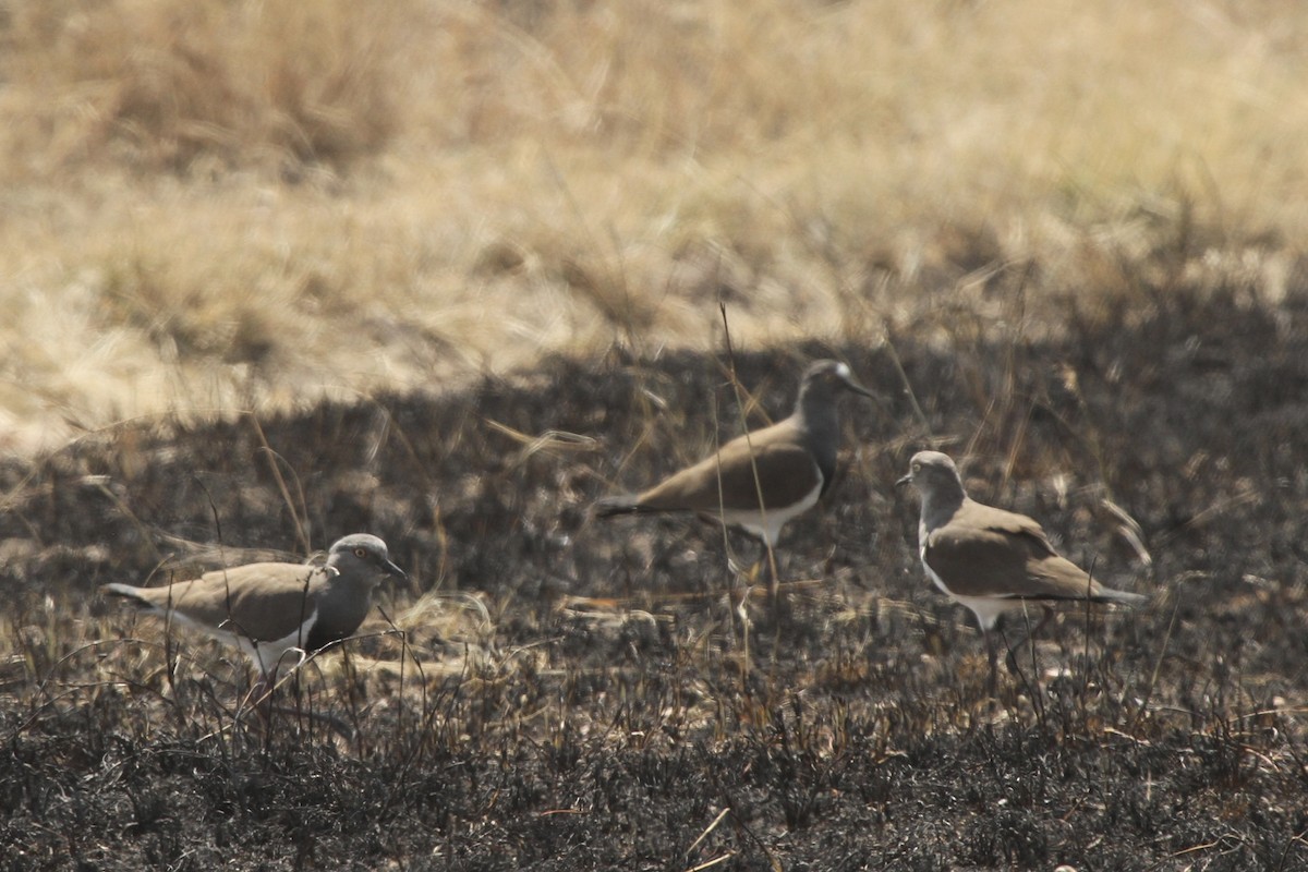 Black-winged Lapwing - ML620981931