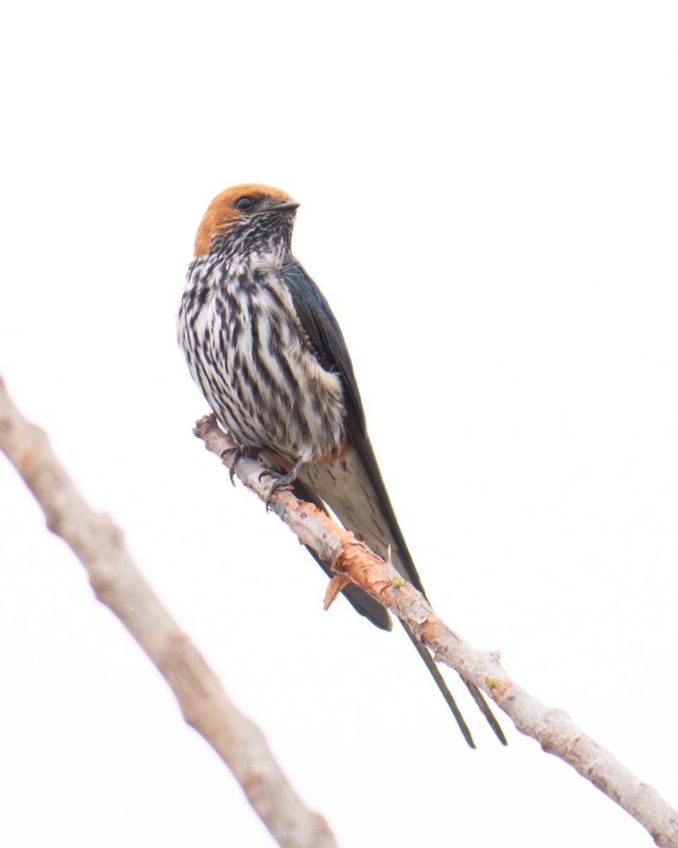 Lesser Striped Swallow - ML620981949