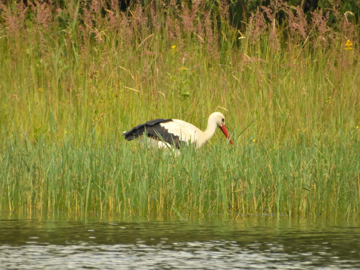 White Stork - ML620981955