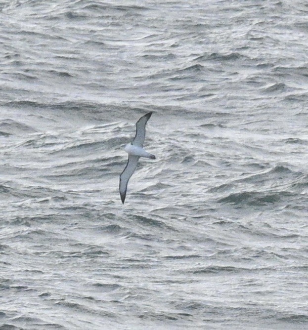 Albatros à cape blanche - ML620981974