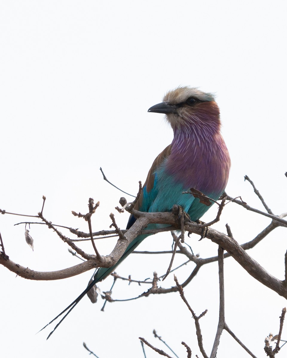 Lilac-breasted Roller - Max Merzdorf