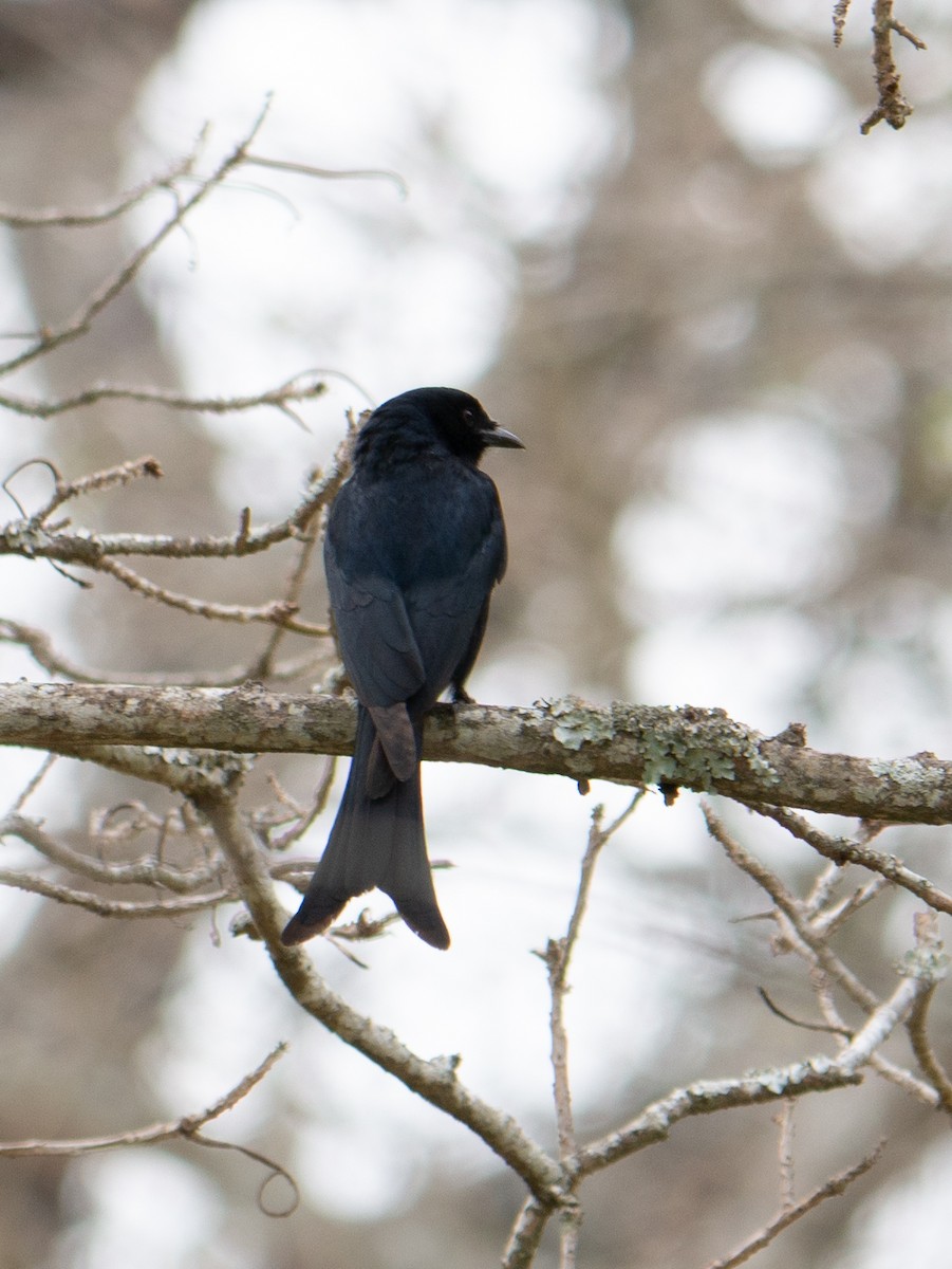 Fork-tailed Drongo - ML620982003