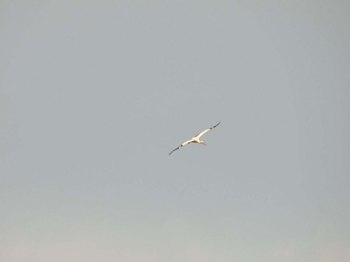 White Stork - ML620982004