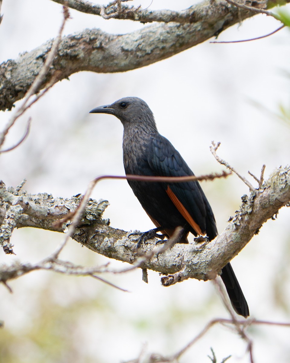 Red-winged Starling - ML620982007