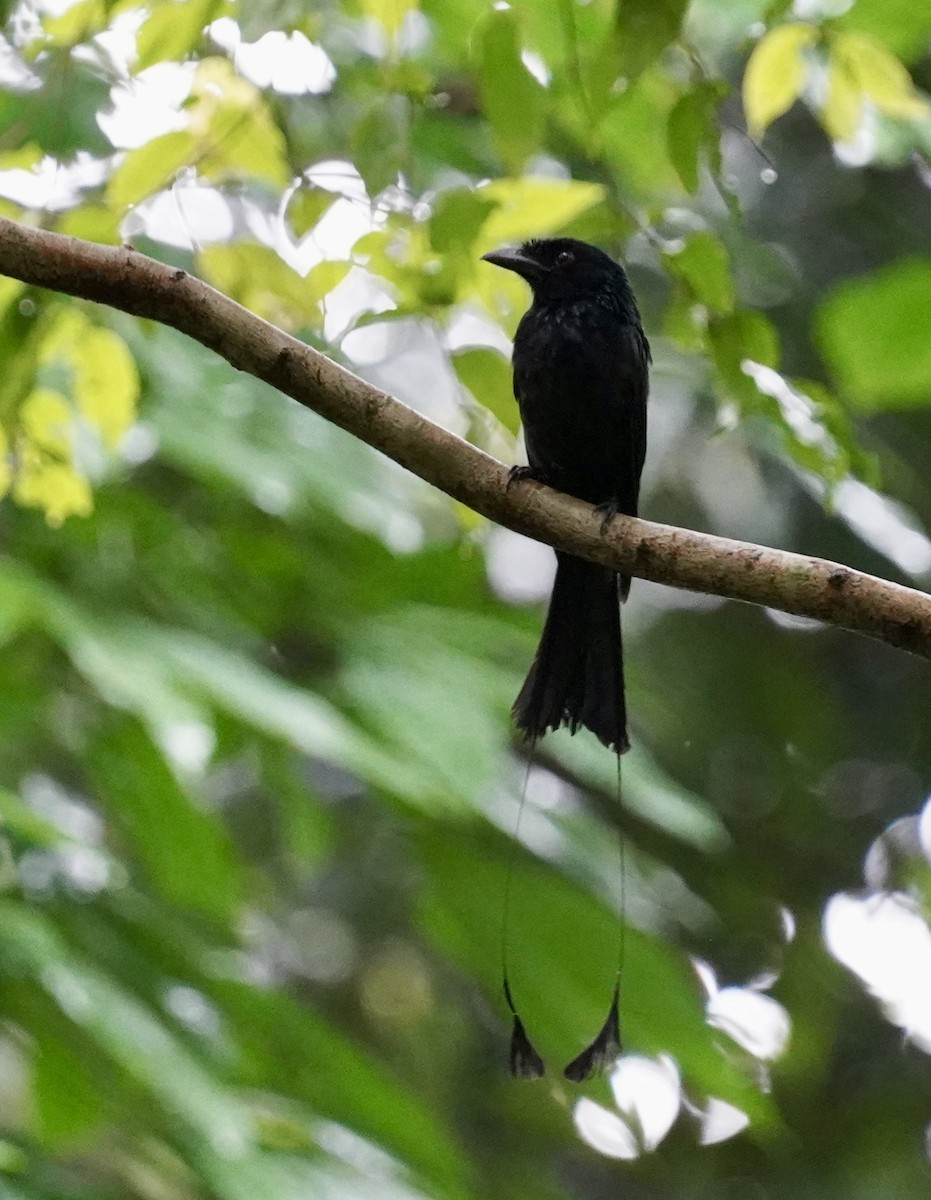 Greater Racket-tailed Drongo - ML620982013
