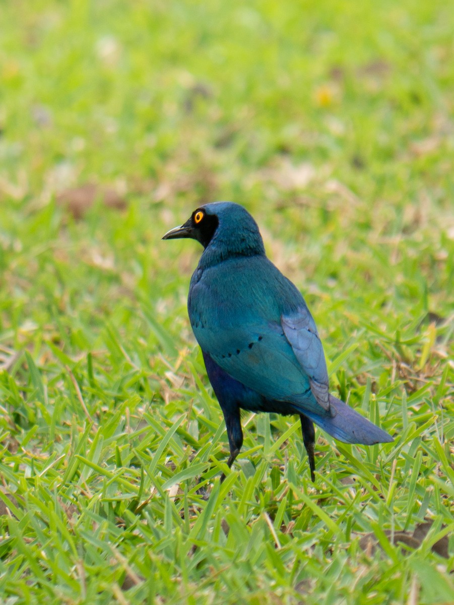 Greater Blue-eared Starling - ML620982014