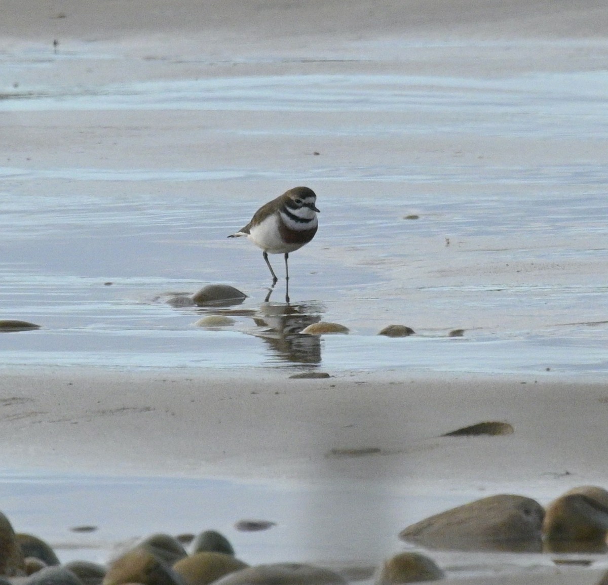 Double-banded Plover - ML620982027