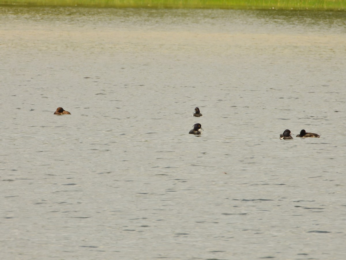 Tufted Duck - ML620982028