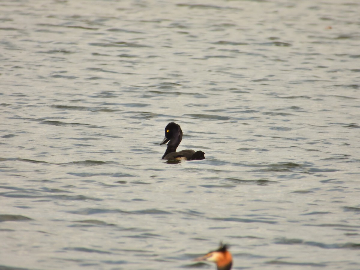 Tufted Duck - ML620982029
