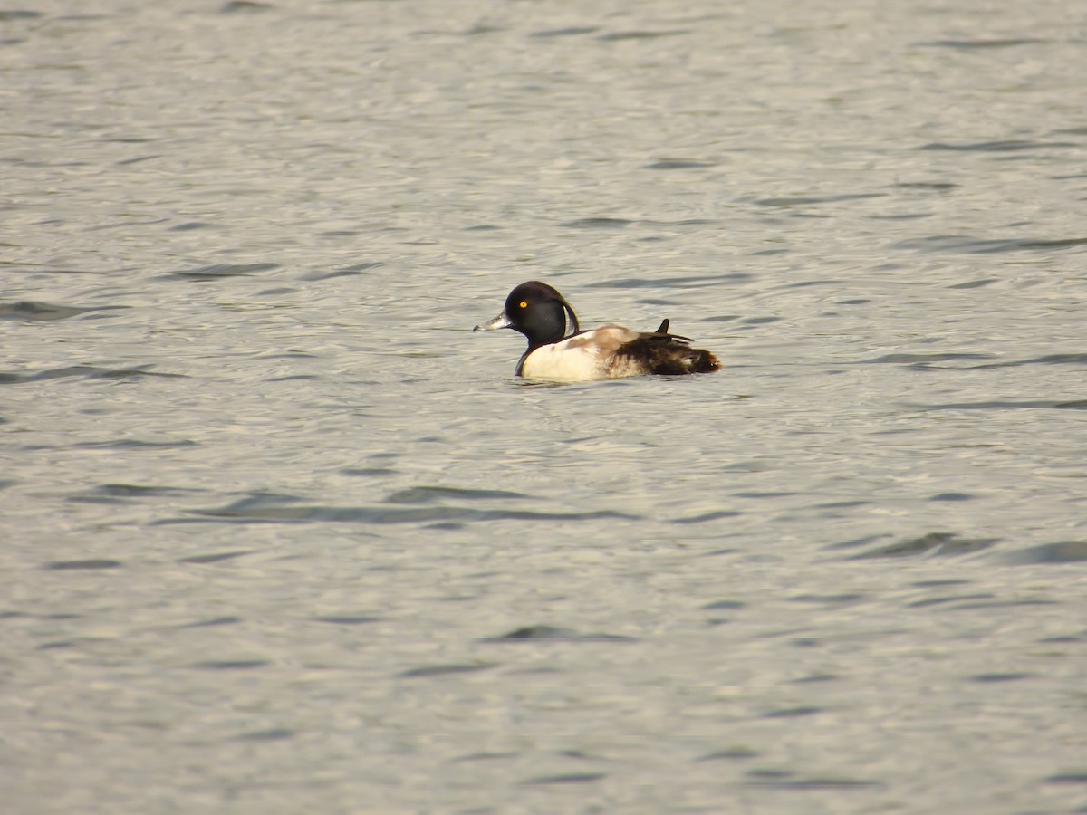Tufted Duck - ML620982030