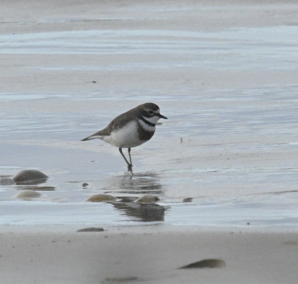 Double-banded Plover - ML620982031