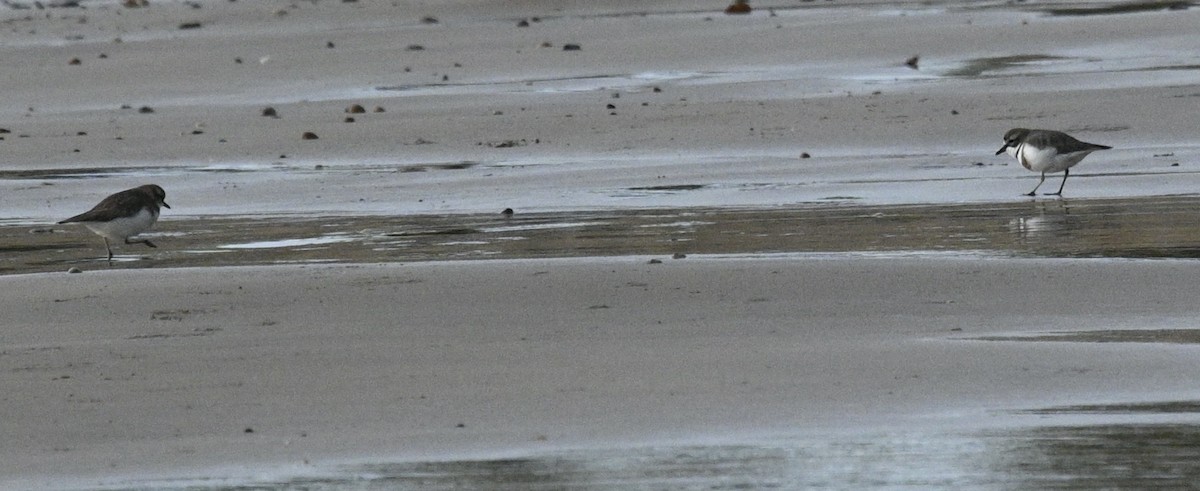 Double-banded Plover - ML620982034