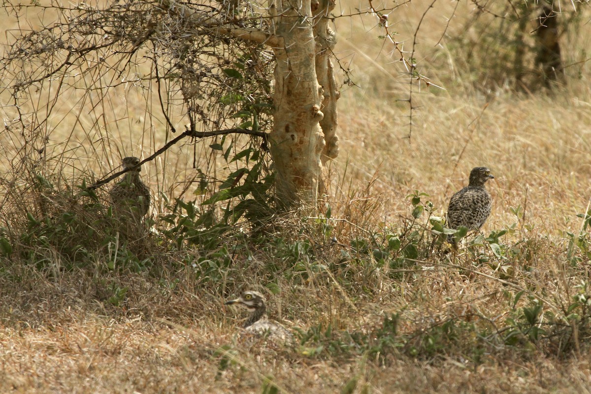 Spotted Thick-knee - ML620982040