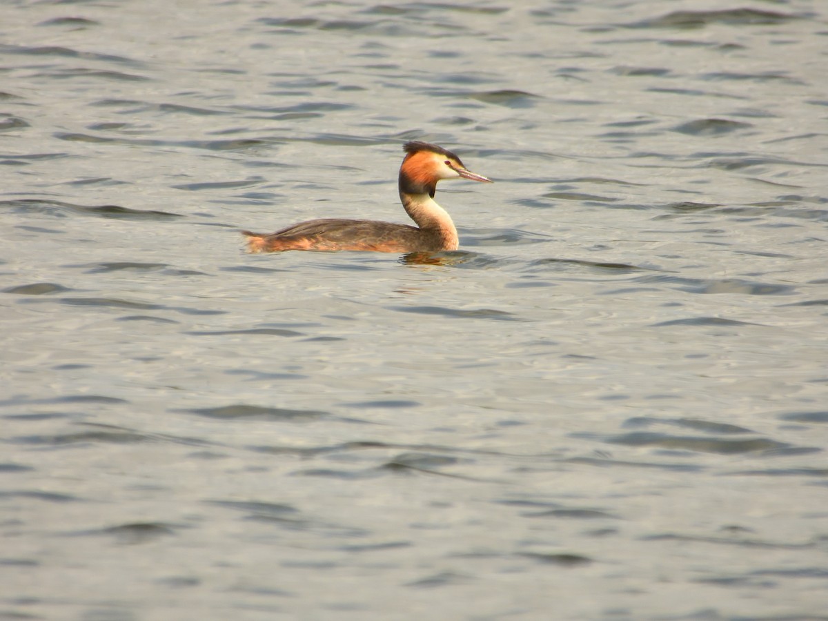 Great Crested Grebe - ML620982044