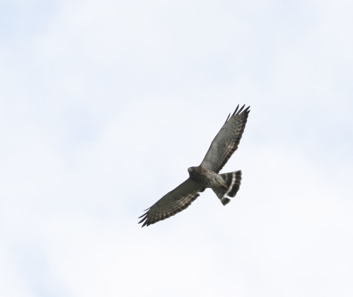 Broad-winged Hawk - ML620982051