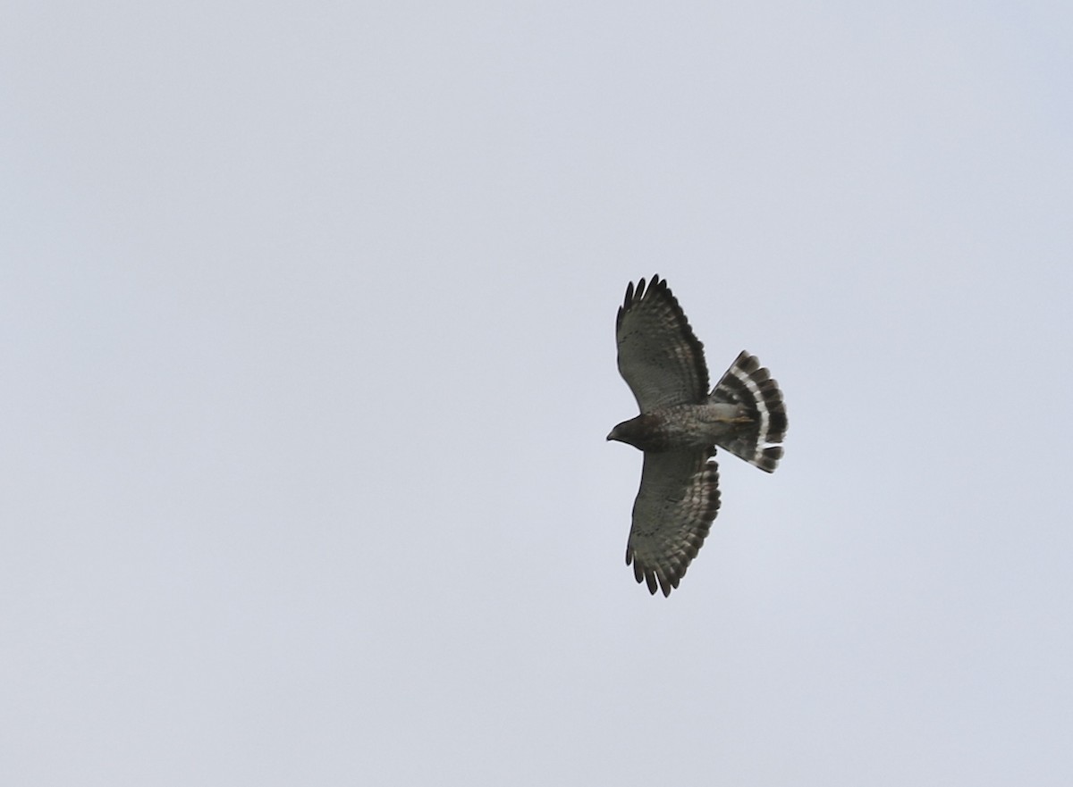 Broad-winged Hawk - ML620982052