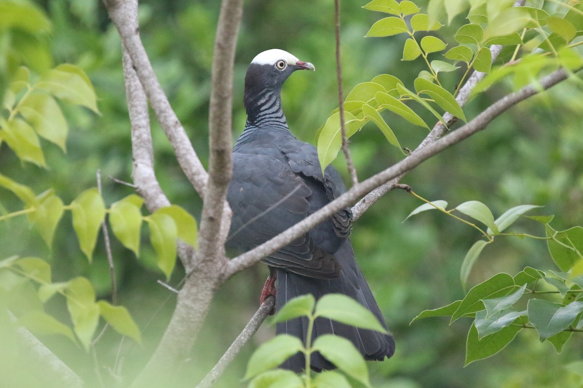 White-crowned Pigeon - ML620982072
