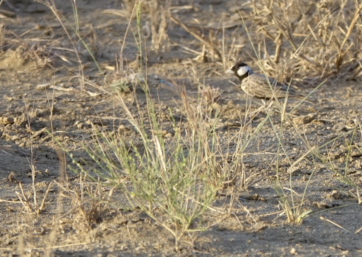 Black-crowned Sparrow-Lark - ML620982090