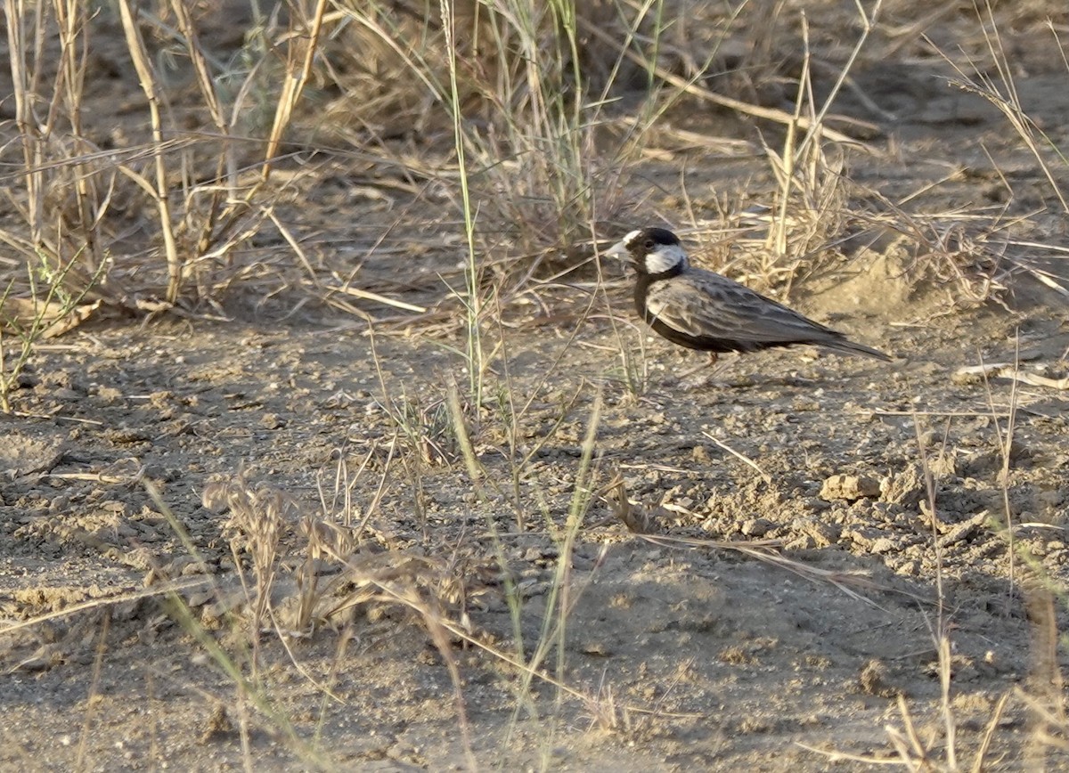 Black-crowned Sparrow-Lark - ML620982091