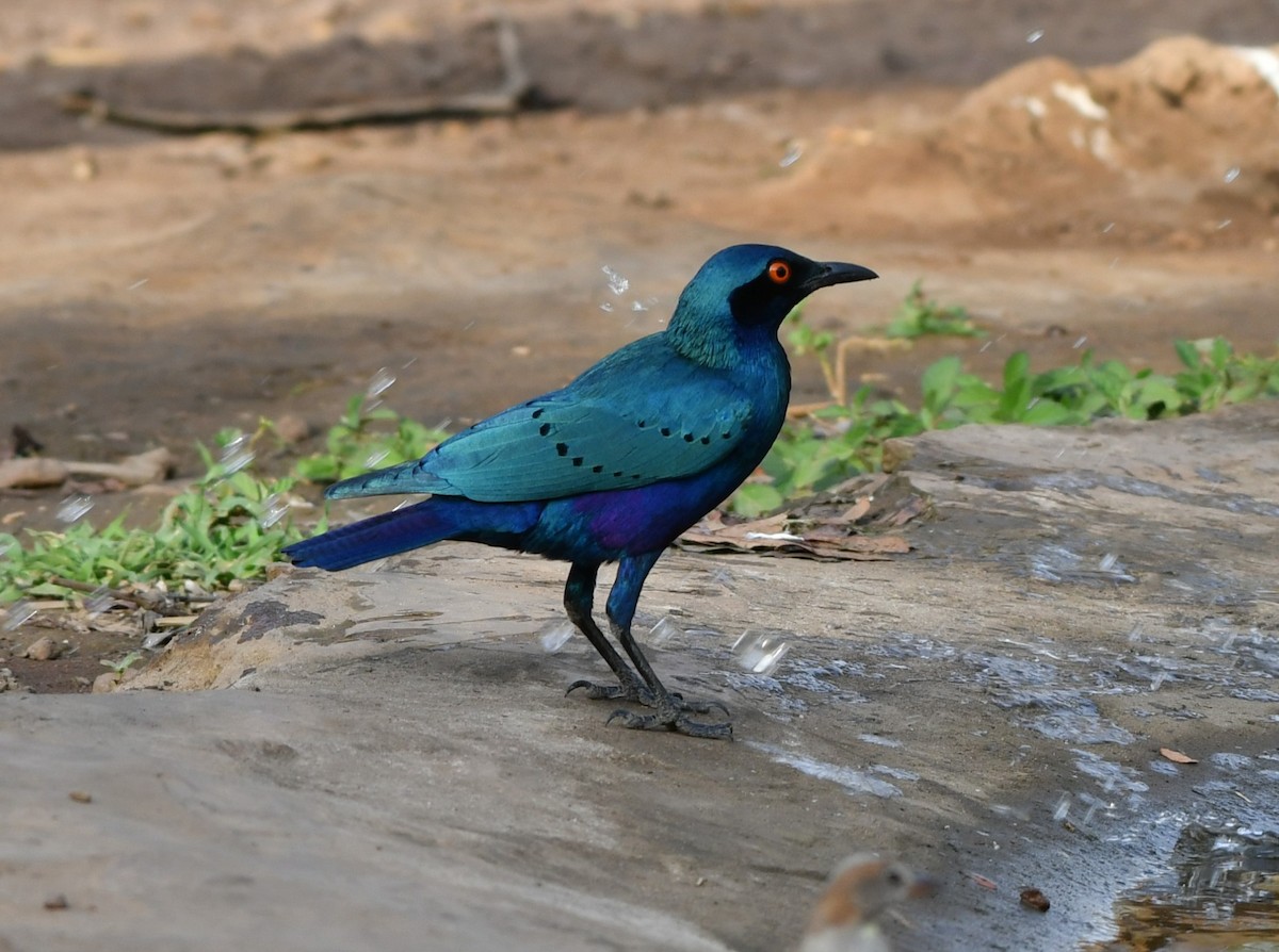 Greater Blue-eared Starling - ML620982114