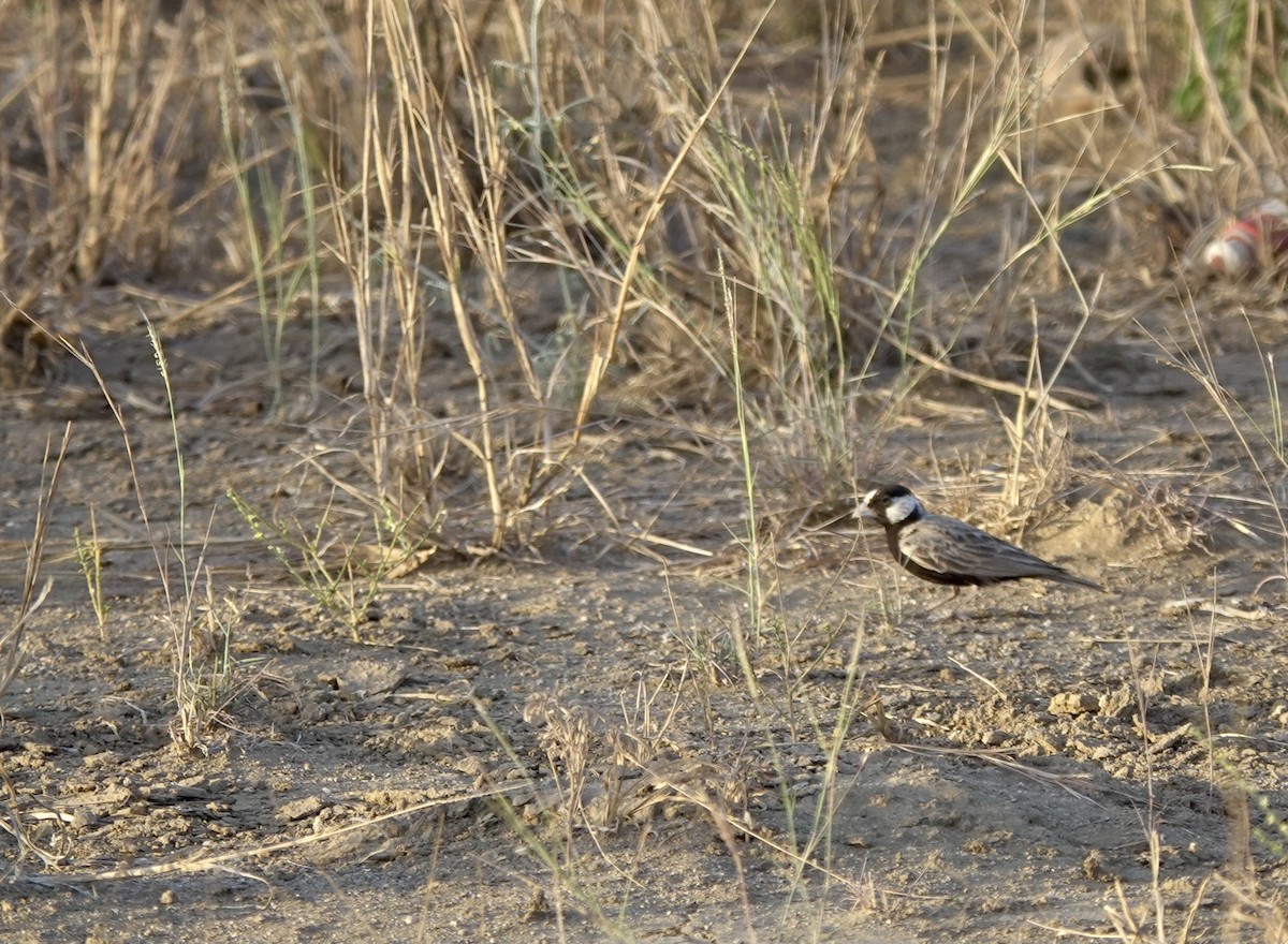 Black-crowned Sparrow-Lark - ML620982115