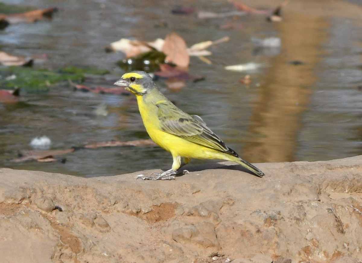 Yellow-fronted Canary - ML620982127