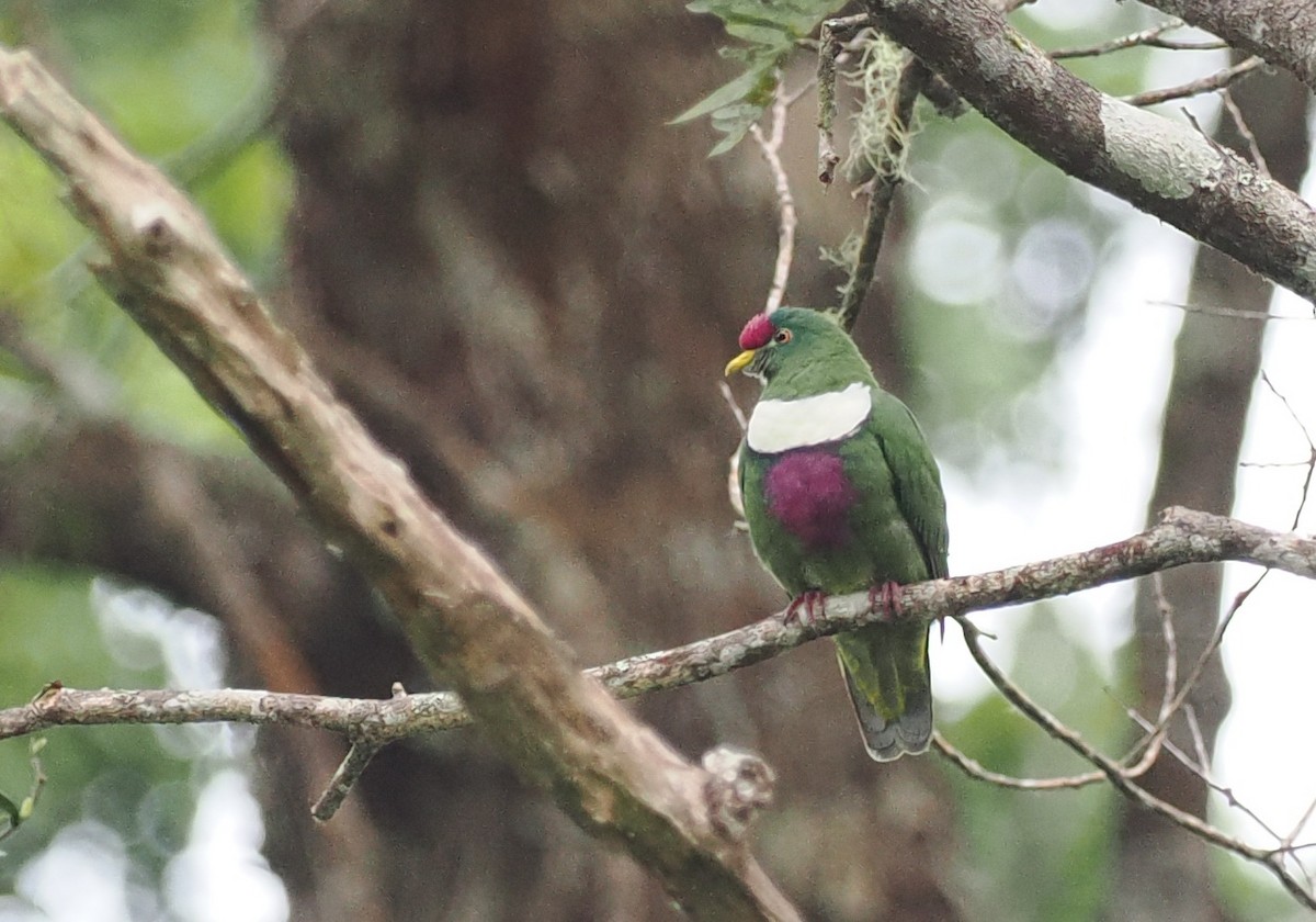 White-breasted Fruit-Dove (Moluccan) - ML620982138