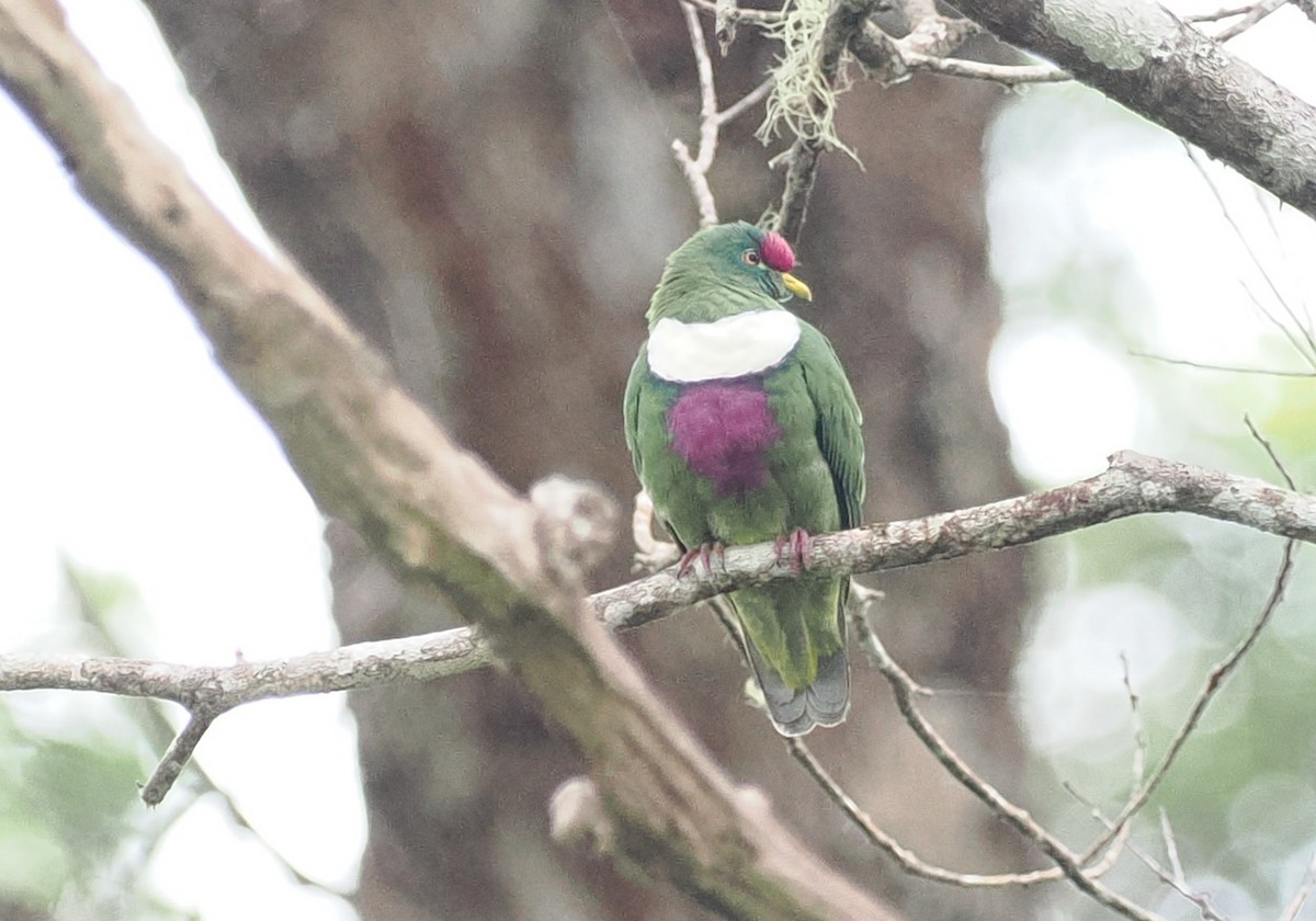 White-breasted Fruit-Dove (Moluccan) - ML620982139